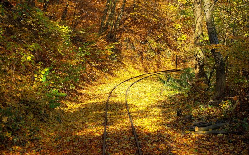 Railway Tracks in Forest — Yellow, Serene, Autumn, Photograph, Trees, Leaves
