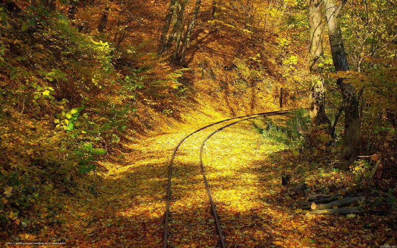 Railway Tracks in Forest — Yellow, Serene, Autumn