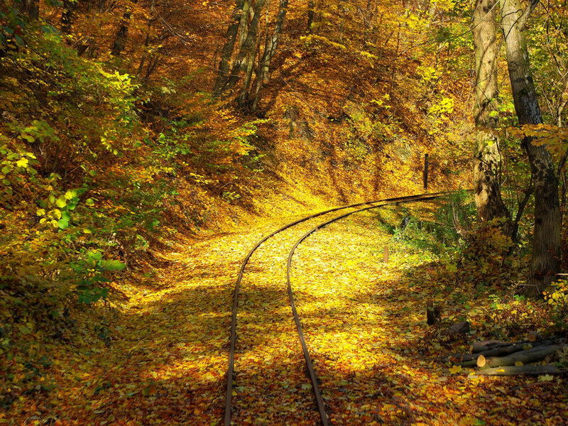 Railway Tracks in Forest — Yellow, Serene