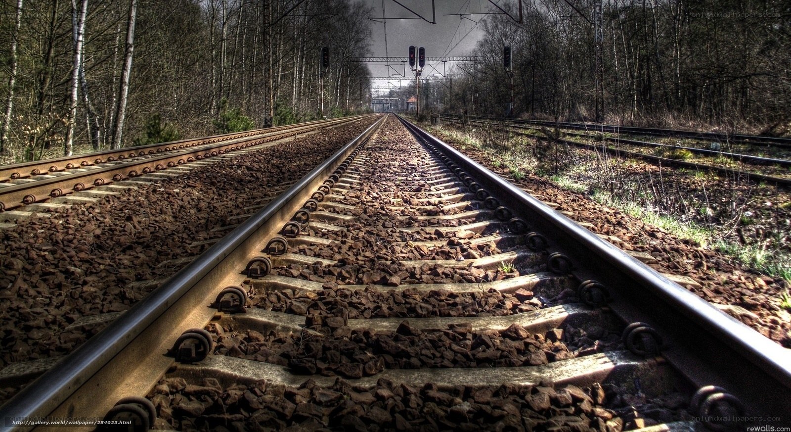 railway tracks in forest