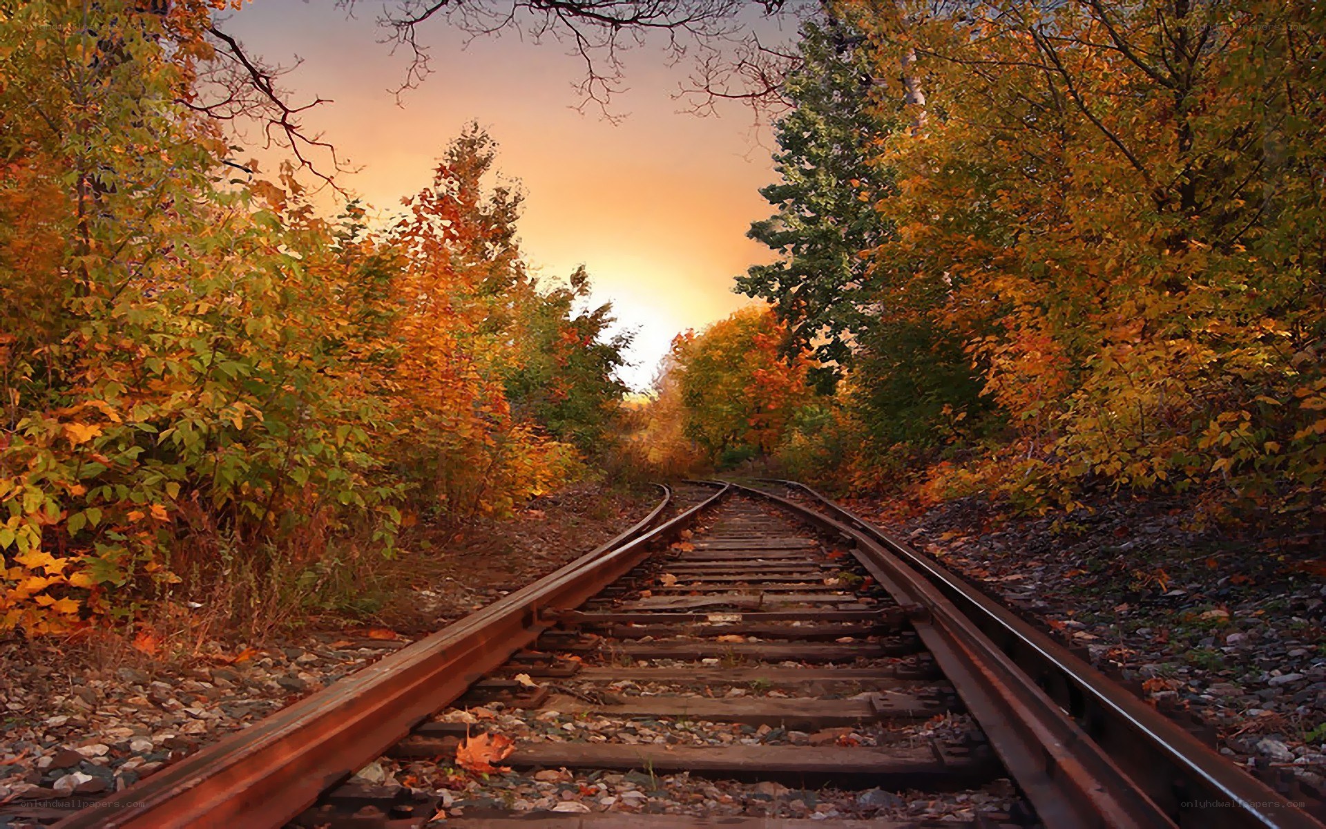 Railway tracks through autumn forest