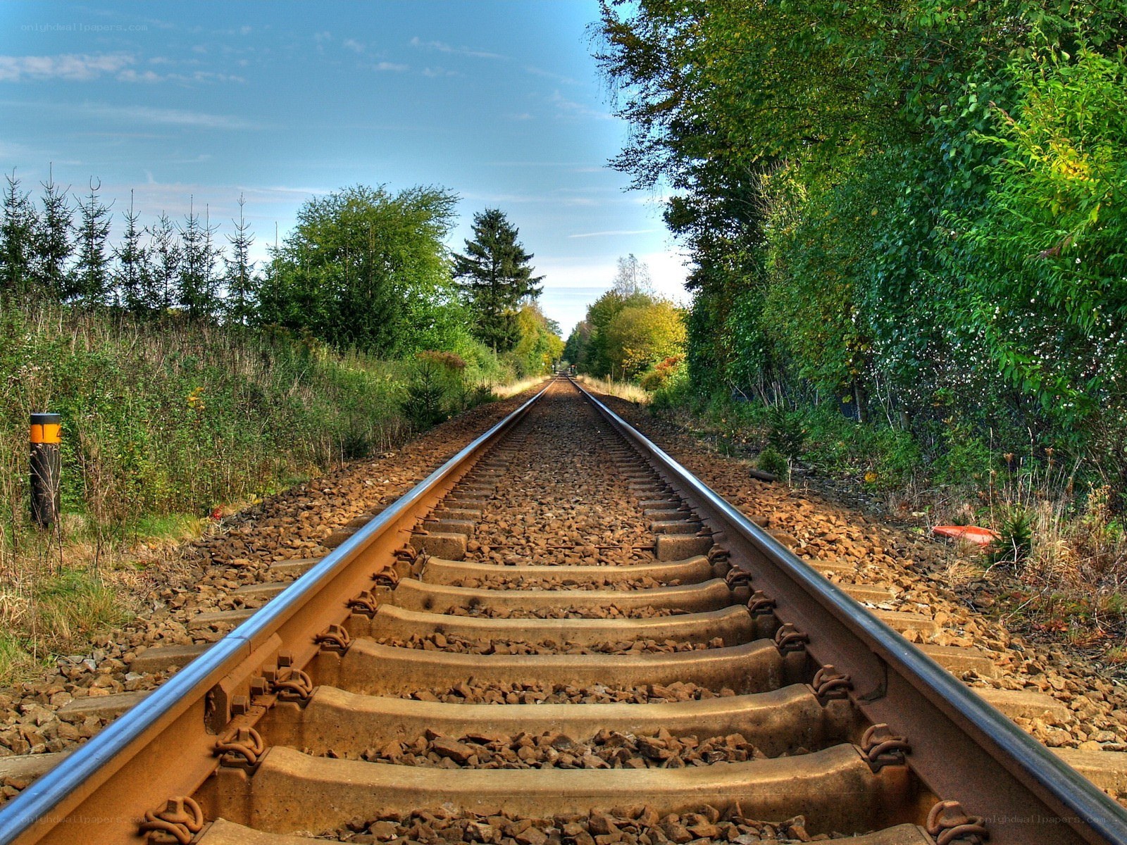 Railway tracks through forest