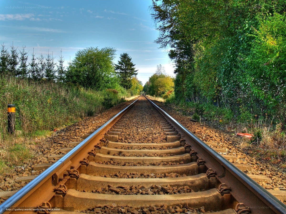 Railway tracks through green forest