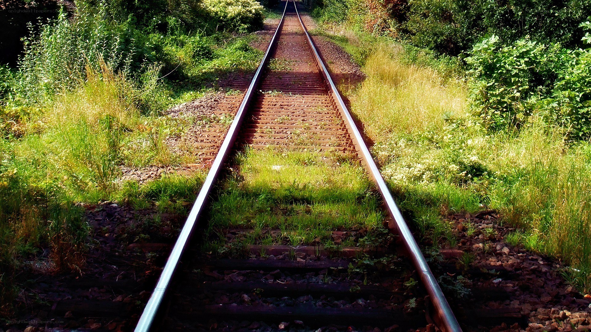 Railway tracks through greenery