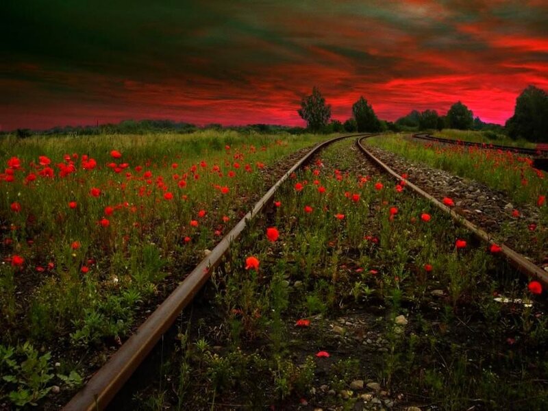 Railway tracks through poppy field
