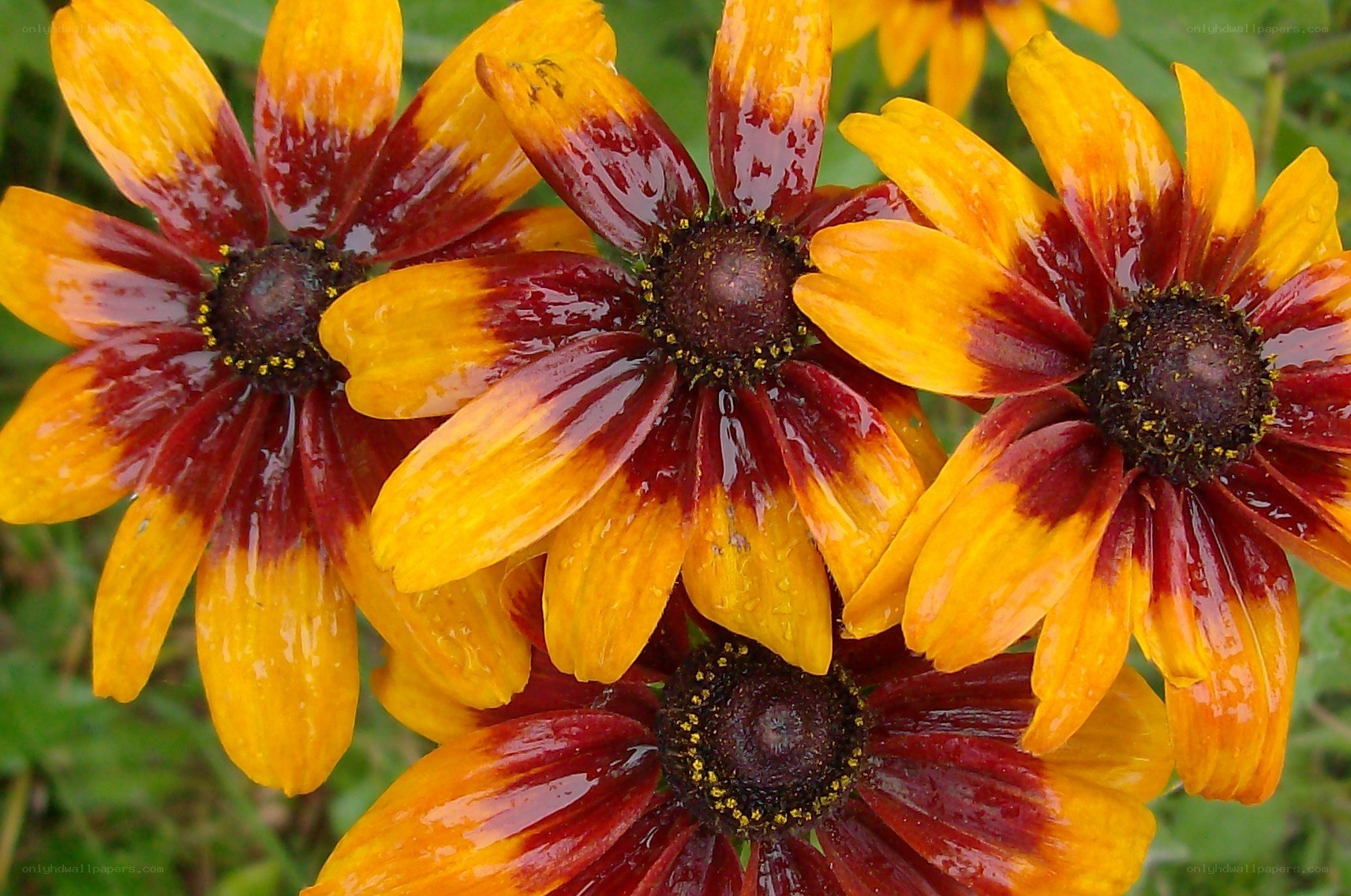 Rain-drenched black-eyed susans