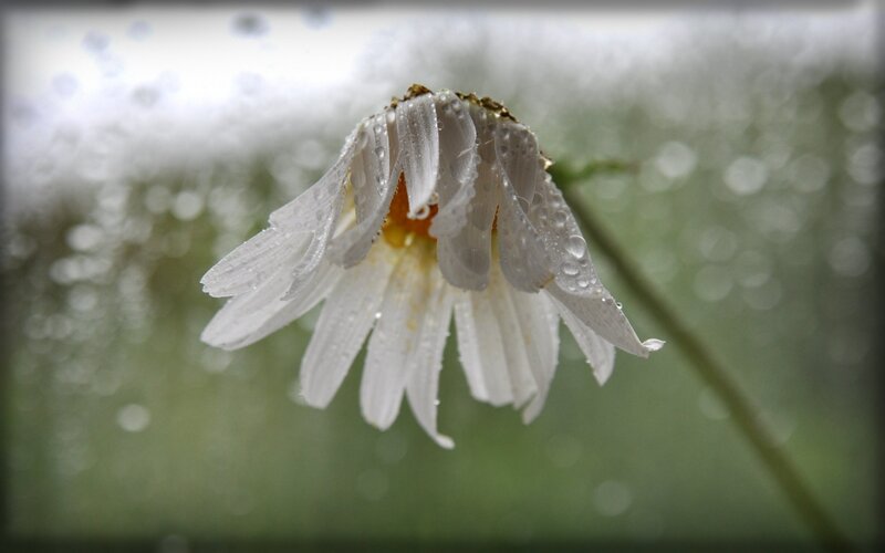 Rain-drenched daisy flower