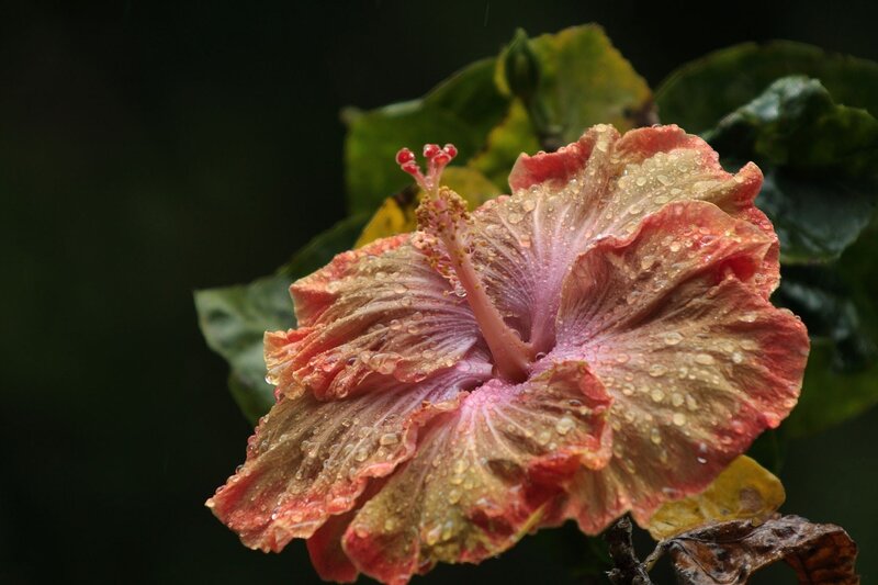 Rain-drenched Hibiscus Flower — Pink