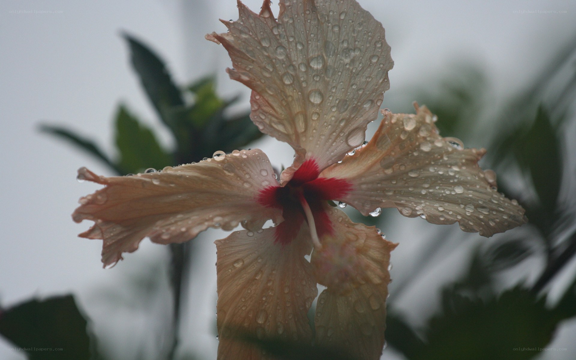 Rain-drenched hibiscus flower