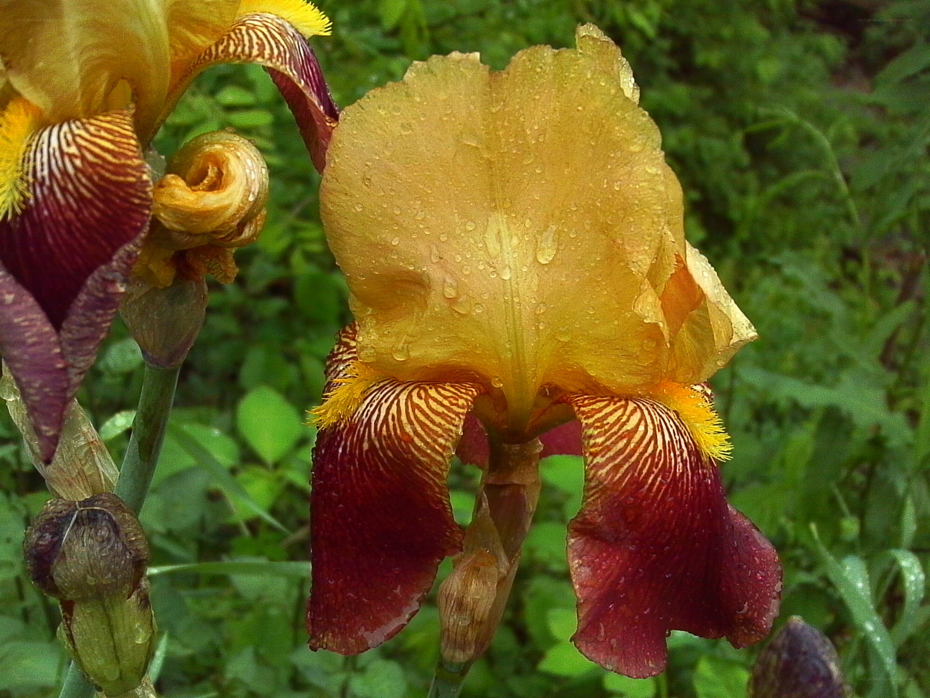 Rain-drenched iris flowers