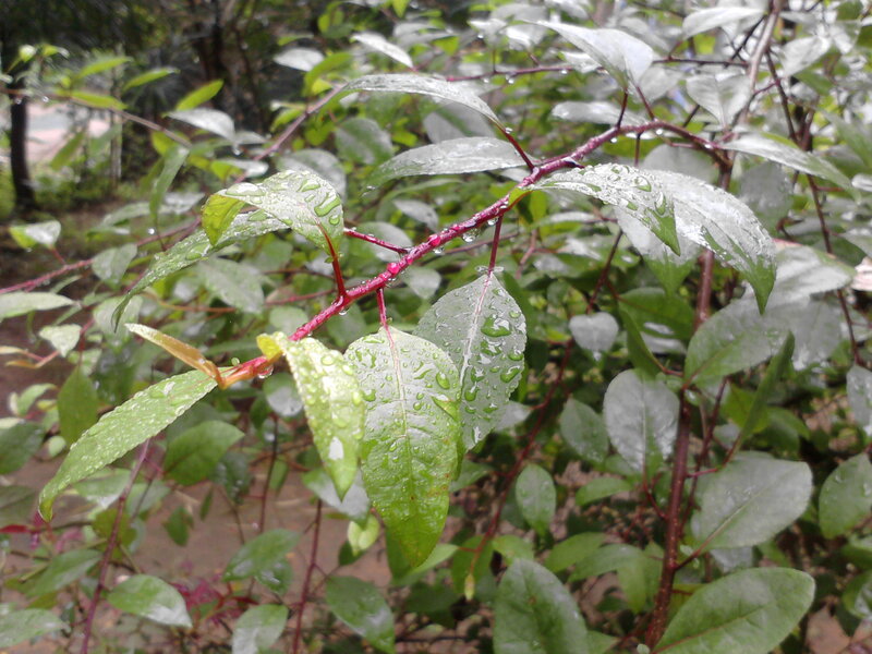 Rain-drenched Leaves on Branch