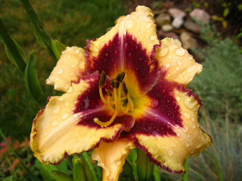 rain-drenched lily flower