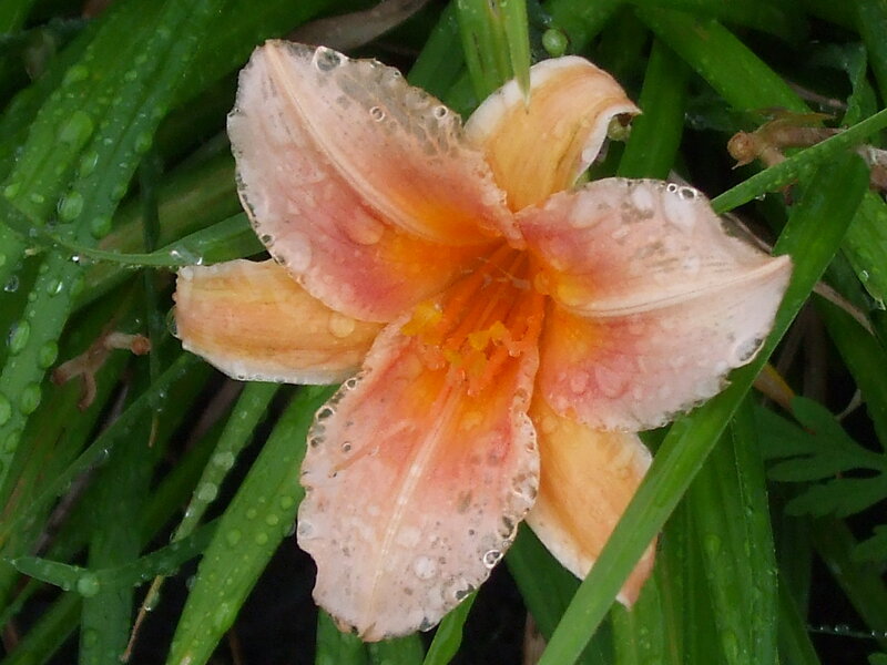 rain-drenched lily flower