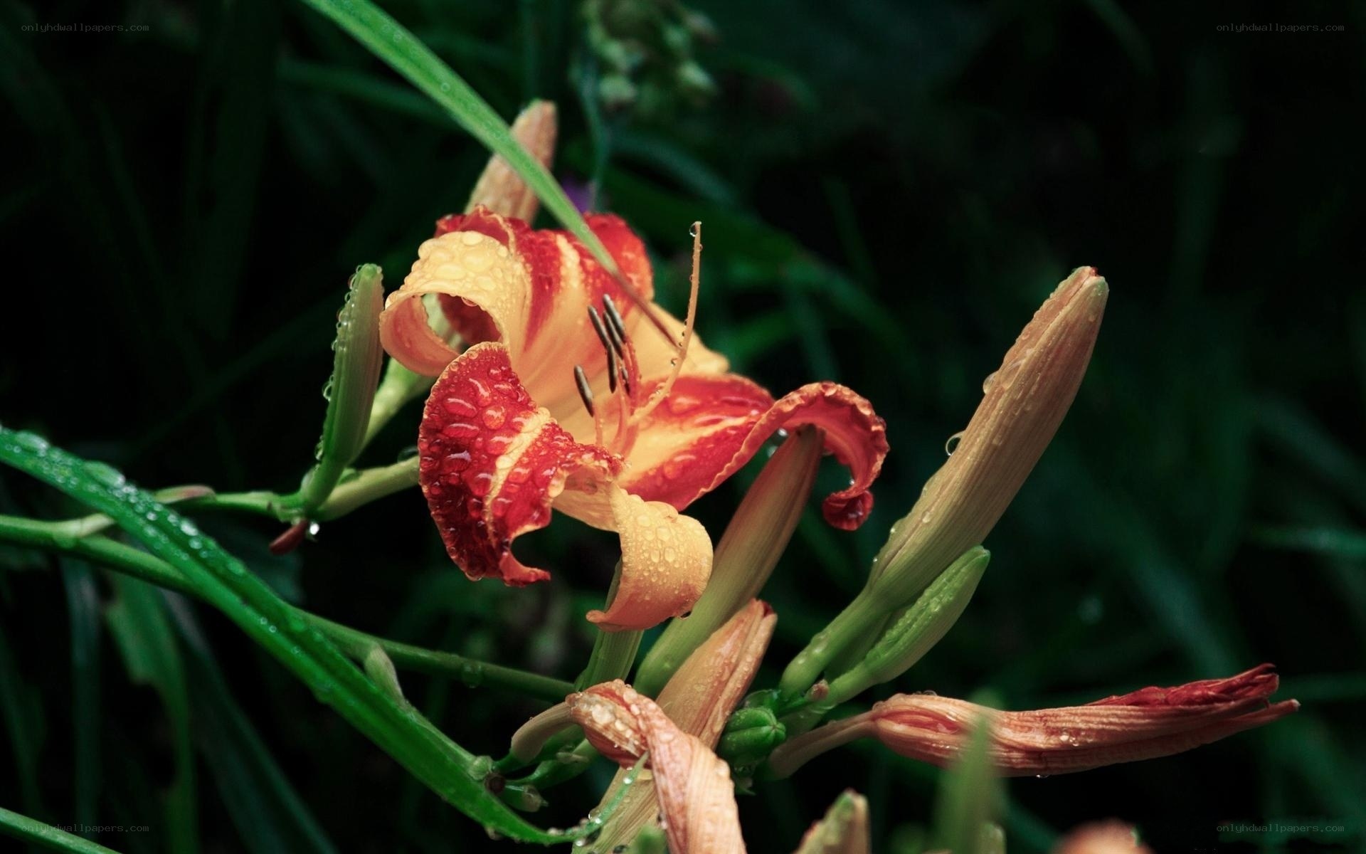 Rain-drenched lily flower