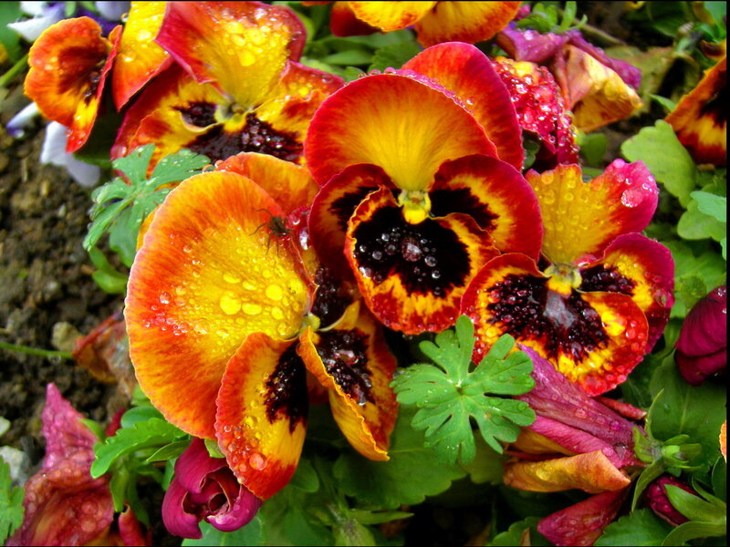 Rain-drenched Pansies — Red