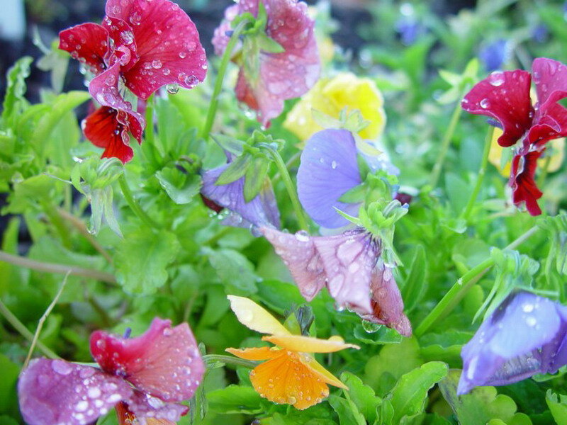 Rain-drenched Pansies