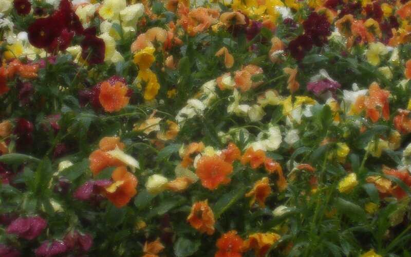Rain-drenched Pansies — Yellow