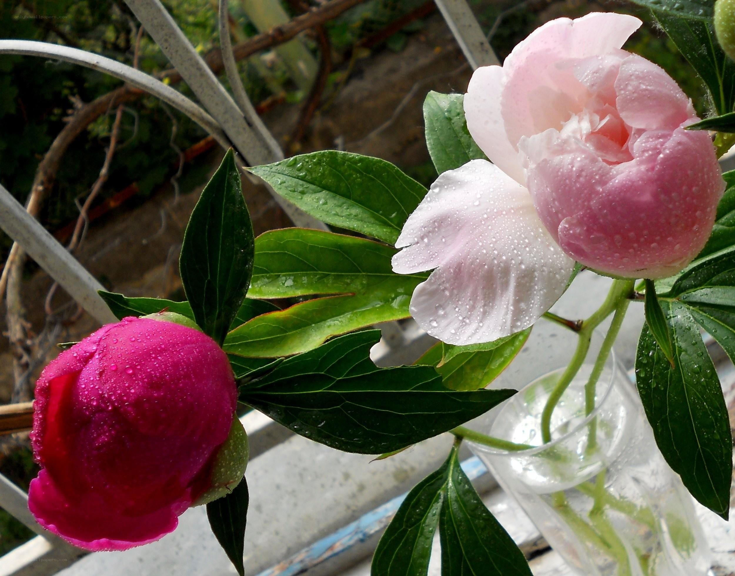 Rain-drenched peonies in a vase