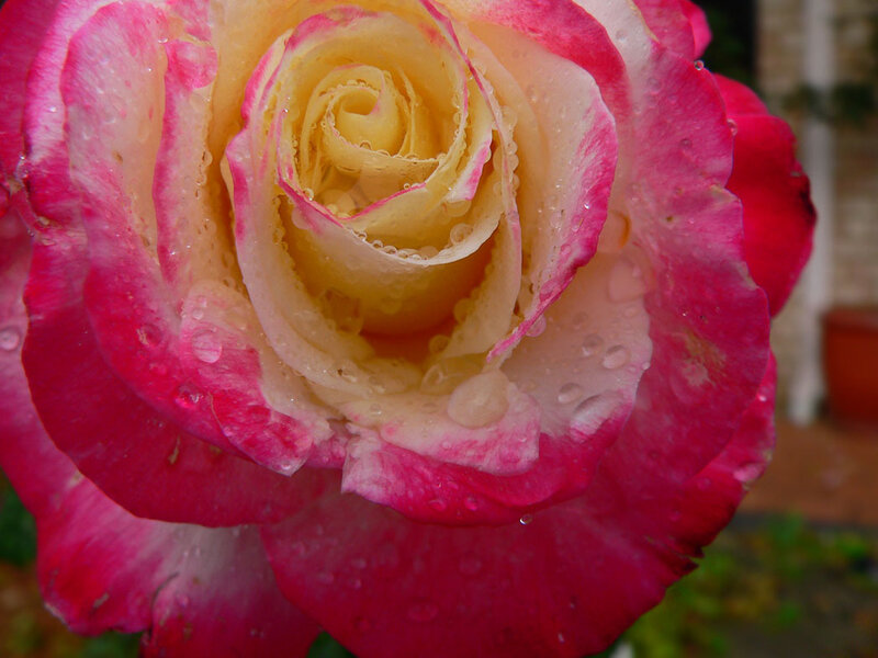 Rain-drenched pink rose