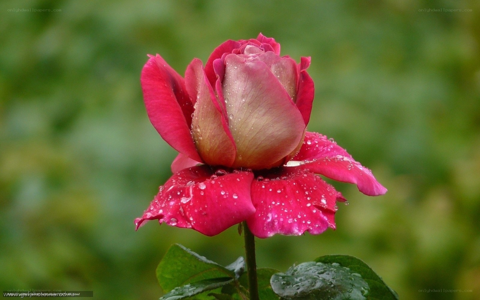 rain-drenched pink rose