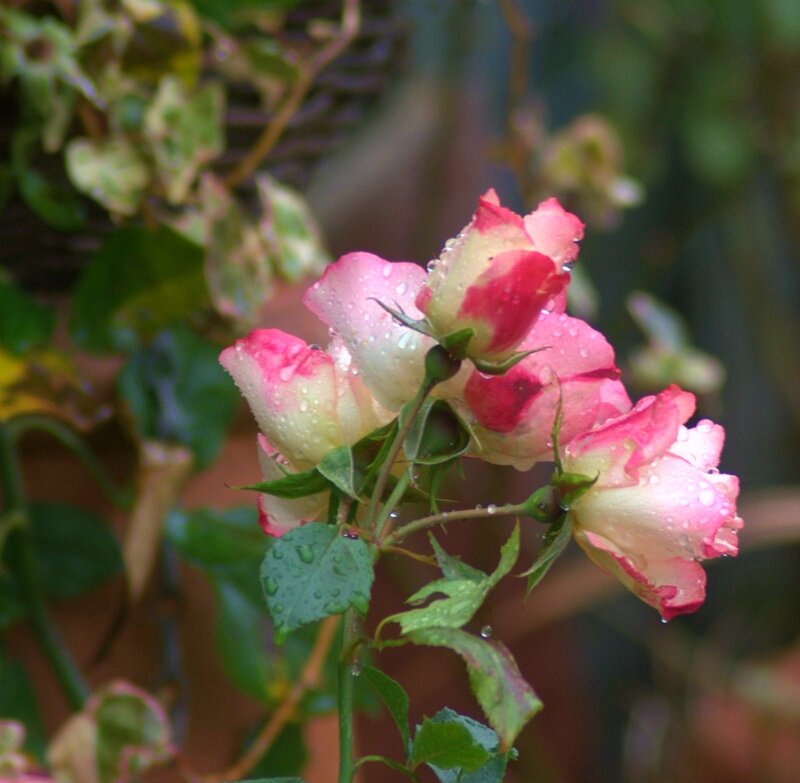Rain-drenched pink roses