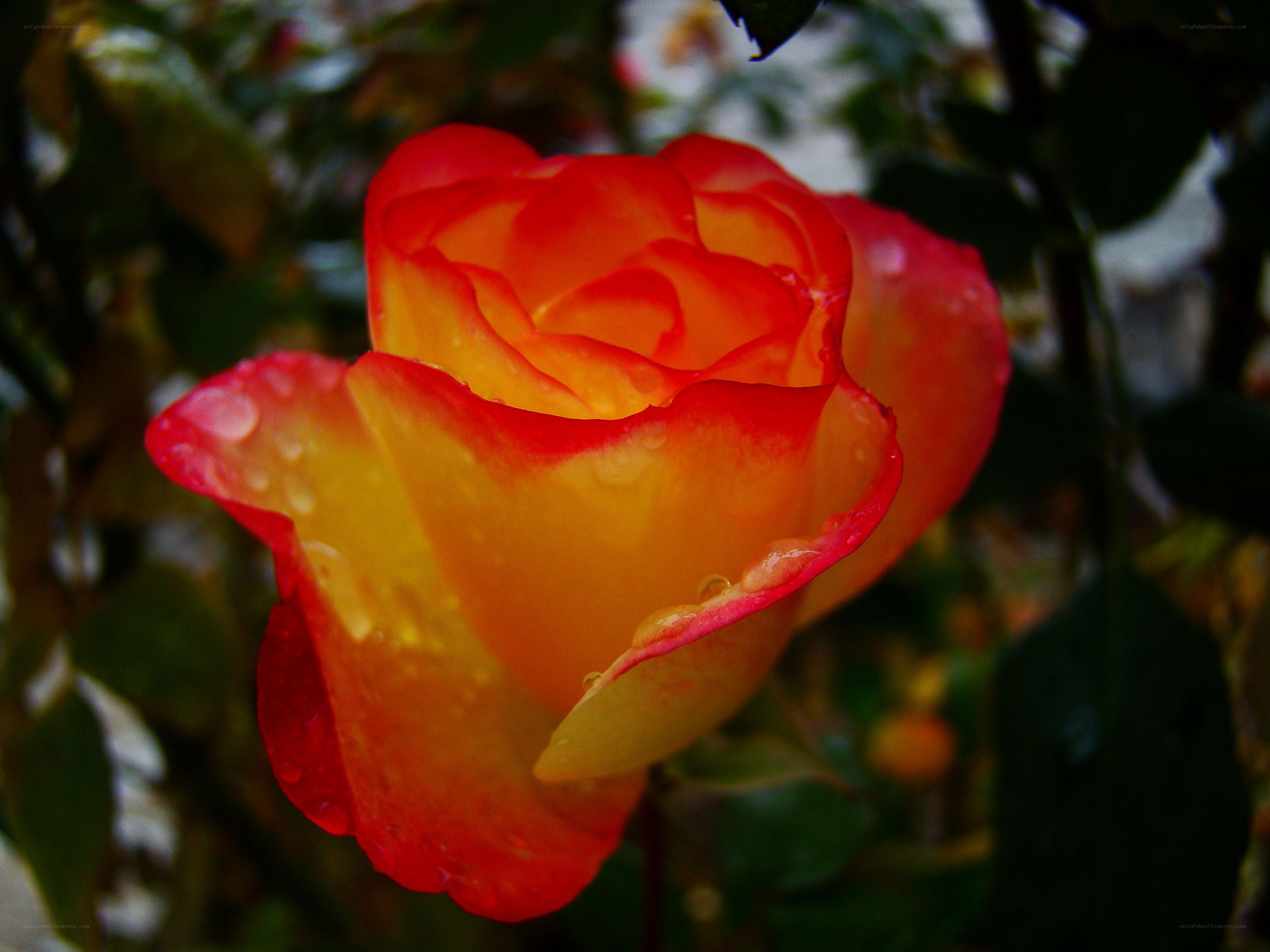 Rain-drenched red and yellow rose
