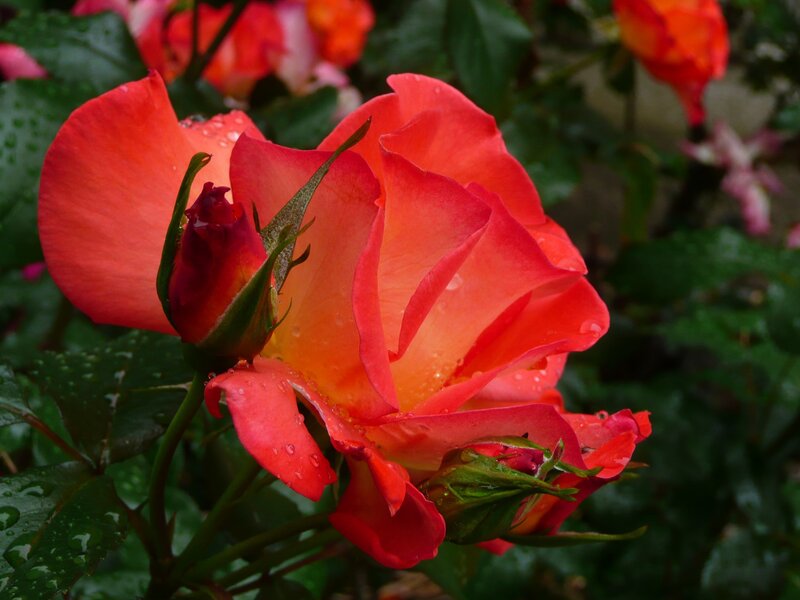 Rain-drenched red rose bloom