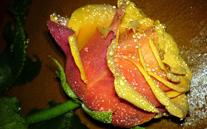 Rain-drenched Rose Bud — Yellow