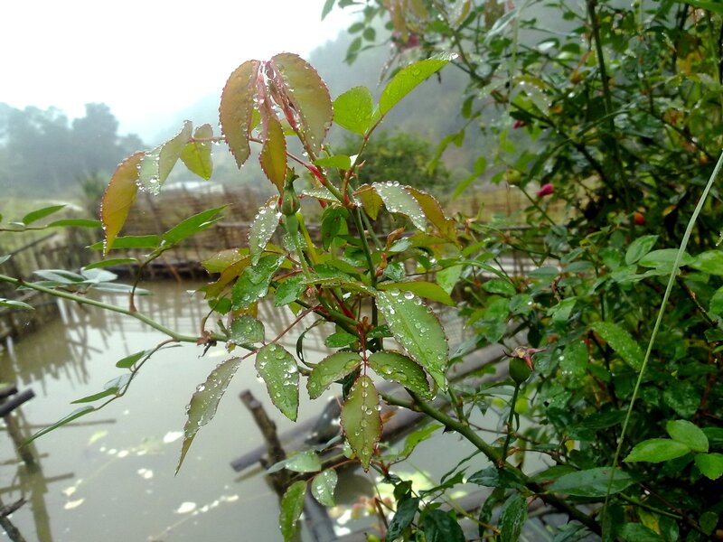 Rain-drenched Rose Bush