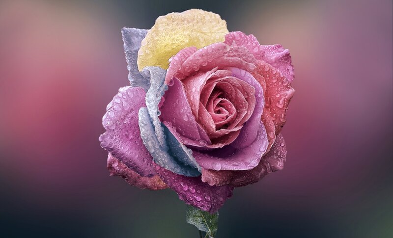 Rain-drenched Rose Flower — Pink, Serene, Photograph