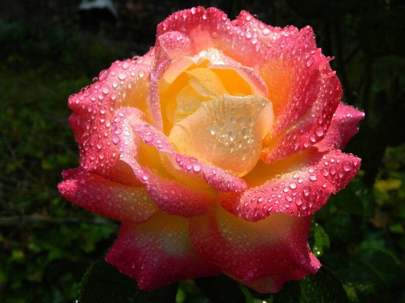 Rain-drenched Rose Flower — Pink, Serene