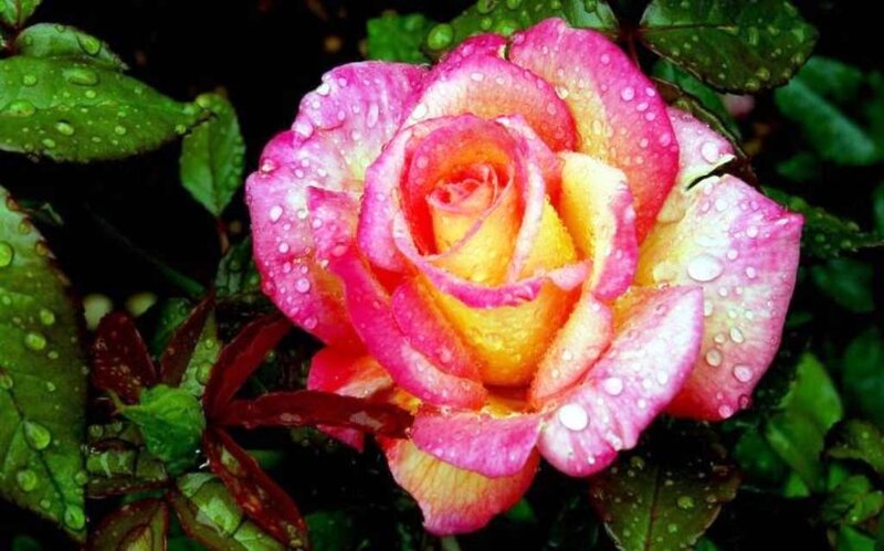 Rain-drenched Rose Flower — Pink