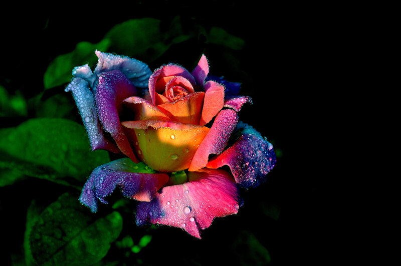 Rain-drenched Rose Flower — Purple