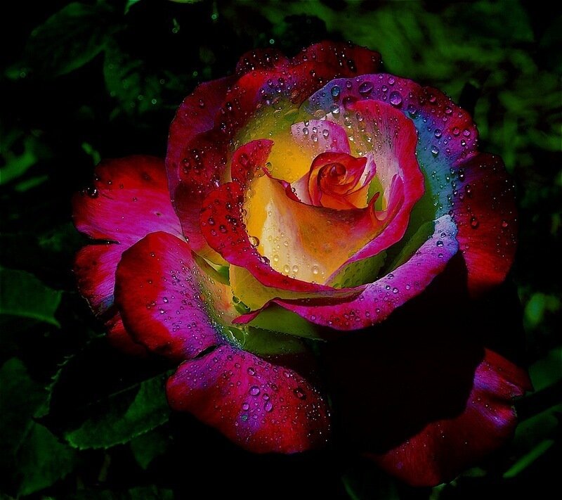Rain-drenched Rose Flower — Red, Dramatic, Night