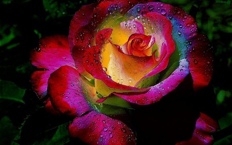 Rain-drenched Rose Flower — Red, Dramatic