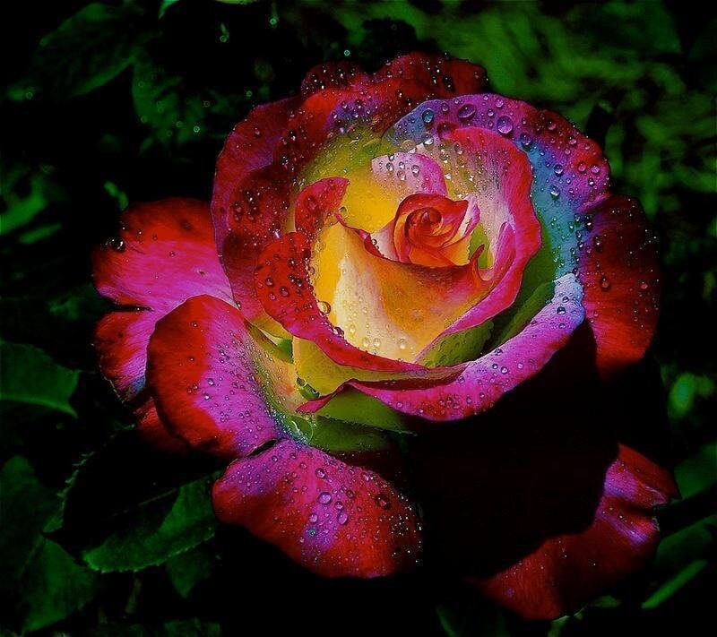 Rain-drenched Rose Flower — Red