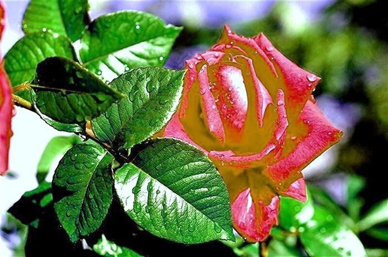 Rain-drenched Rose Flower — Red, Vibrant