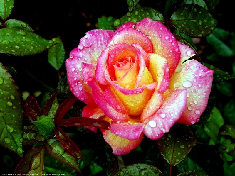 Rain-drenched Rose Flower
