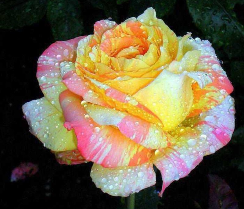 Rain-drenched Rose Flower — Yellow