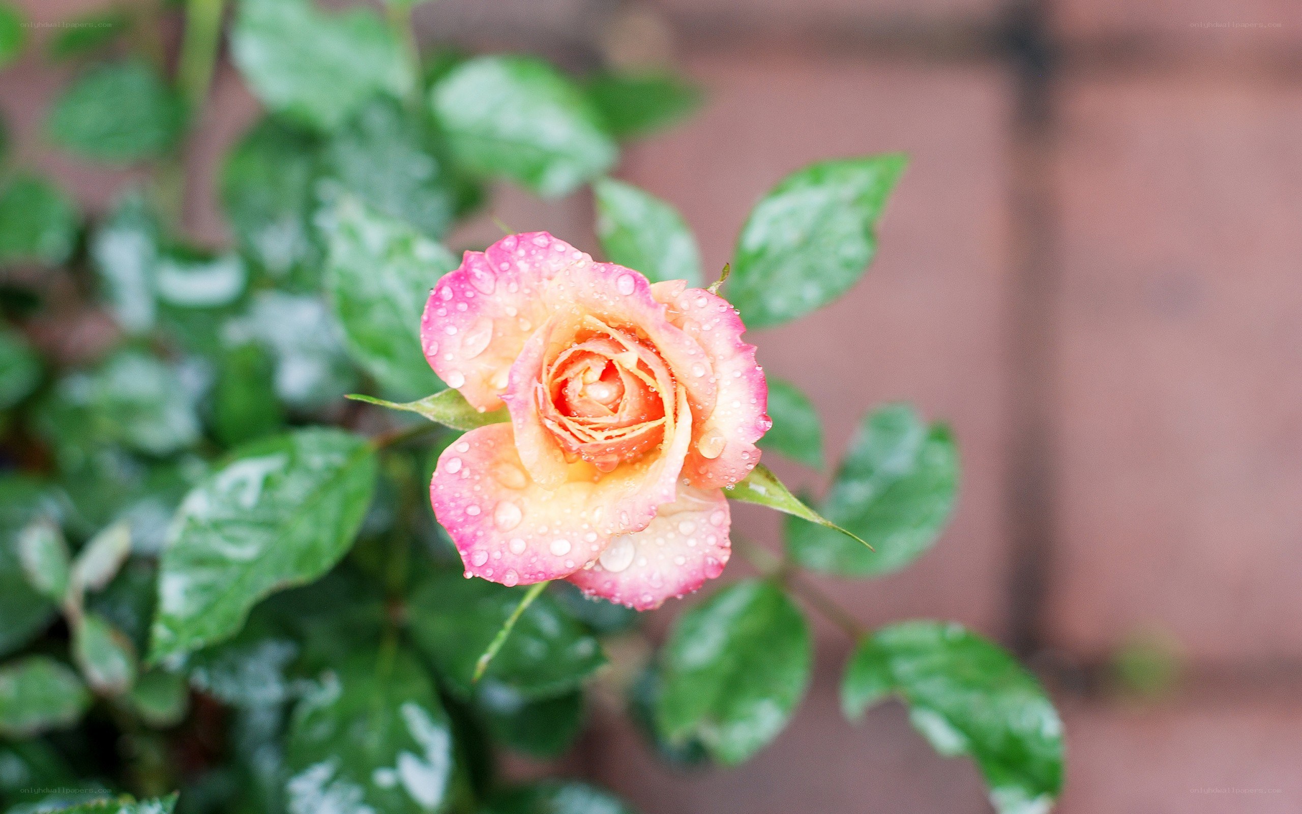 rain-drenched rose in bloom
