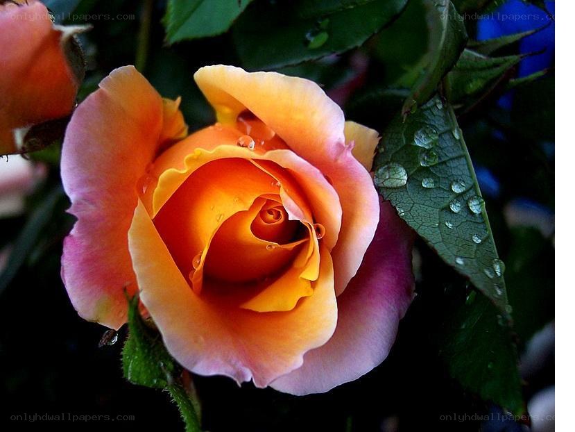 Rain-drenched rose in bloom