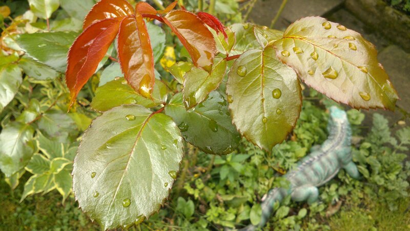 Rain-drenched Rose Leaves