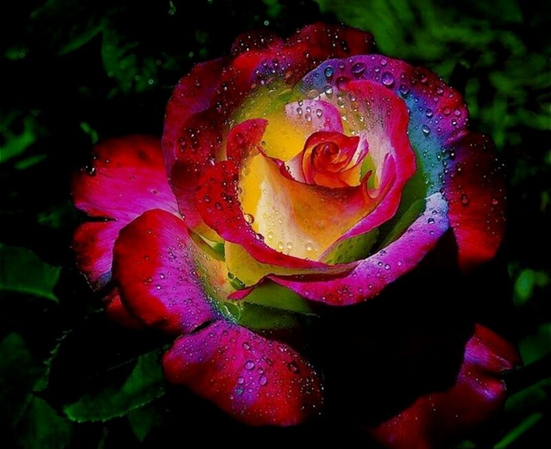 Rain-drenched Rose