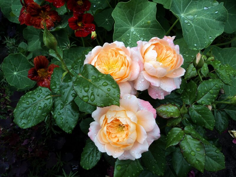 Rain-drenched roses and nasturtiums