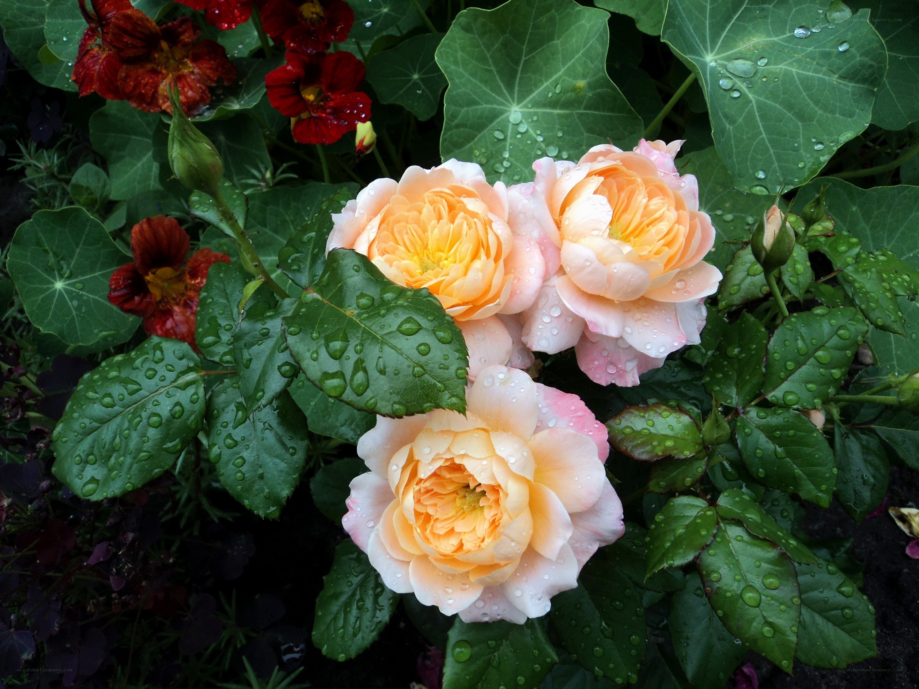 Rain-drenched roses and nasturtiums