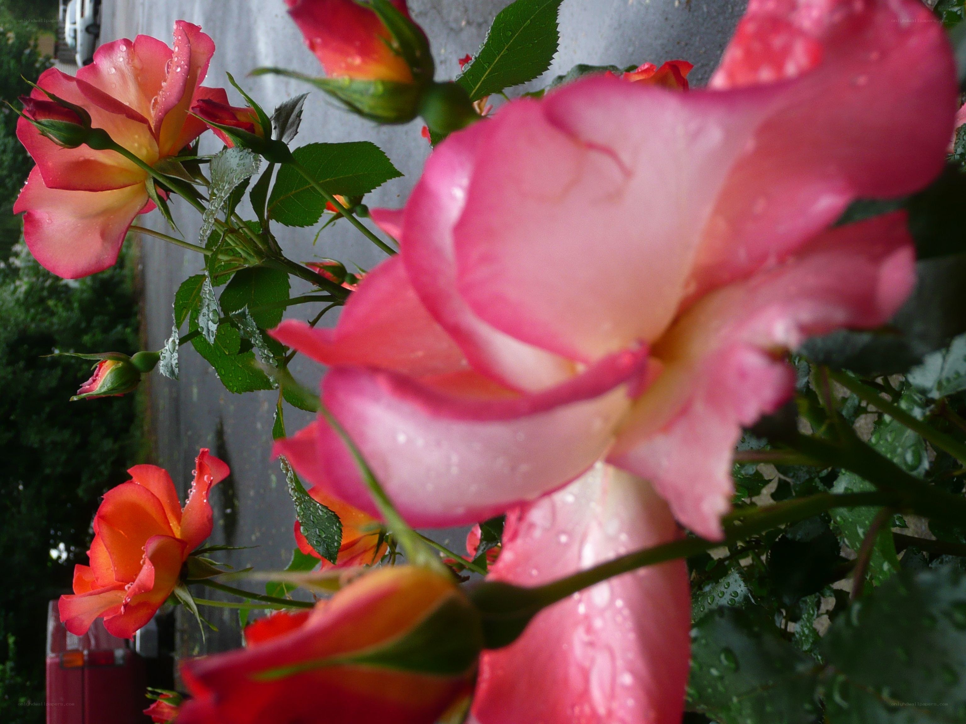 Rain-drenched roses in bloom