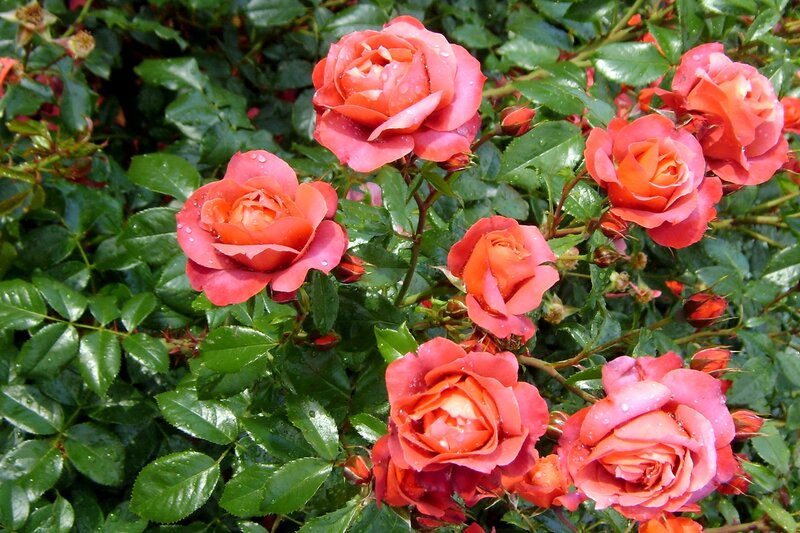 Rain-drenched roses in bloom