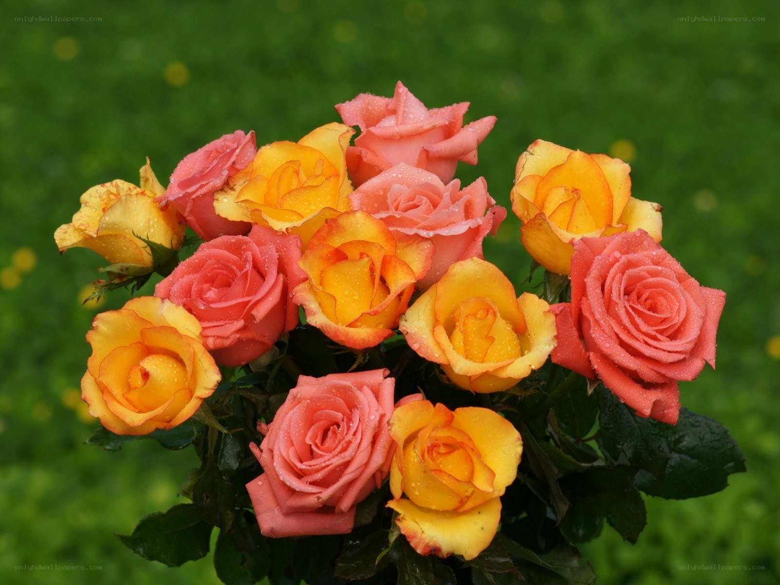 Rain-drenched roses in garden