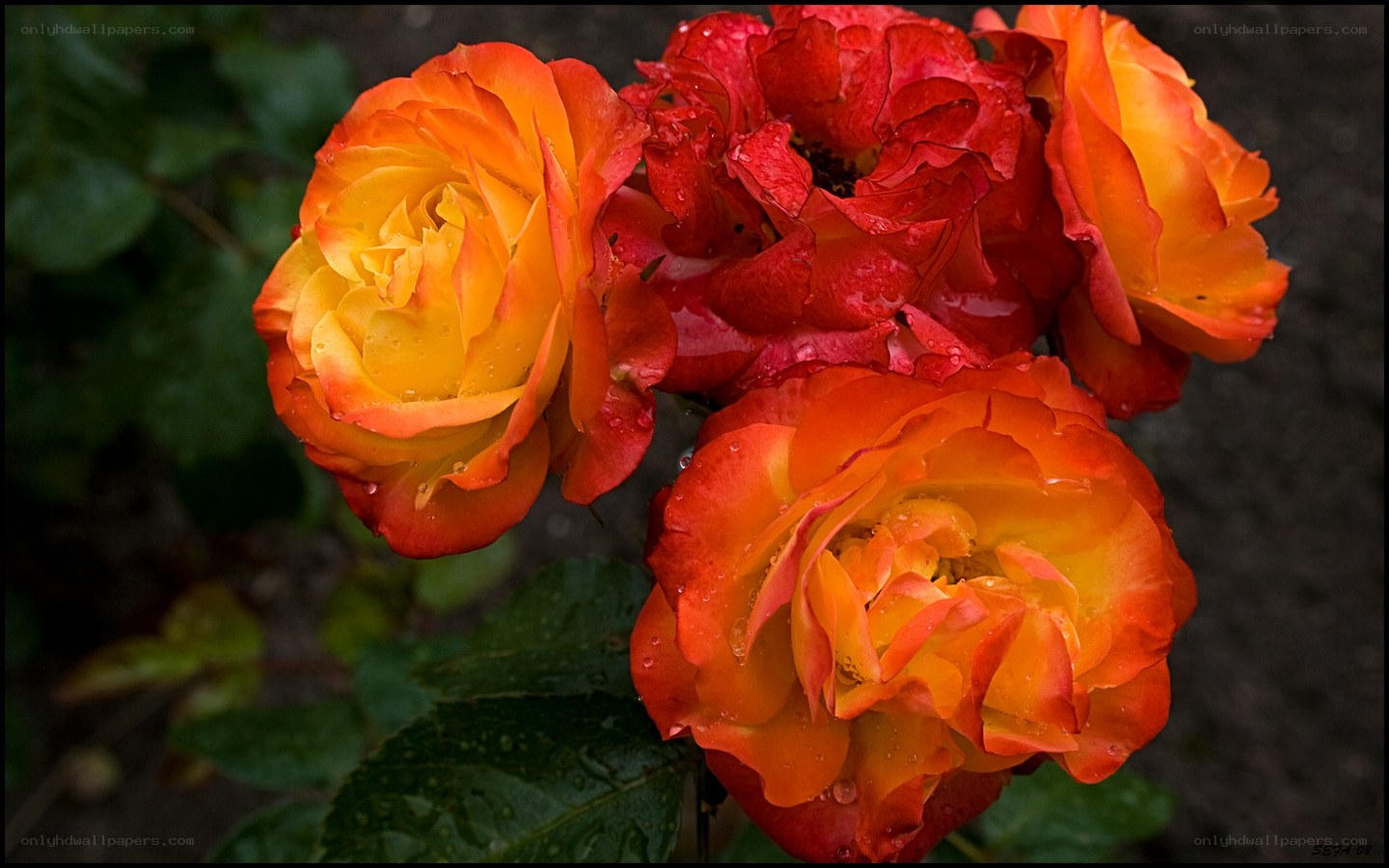 Rain-drenched roses in vibrant hues