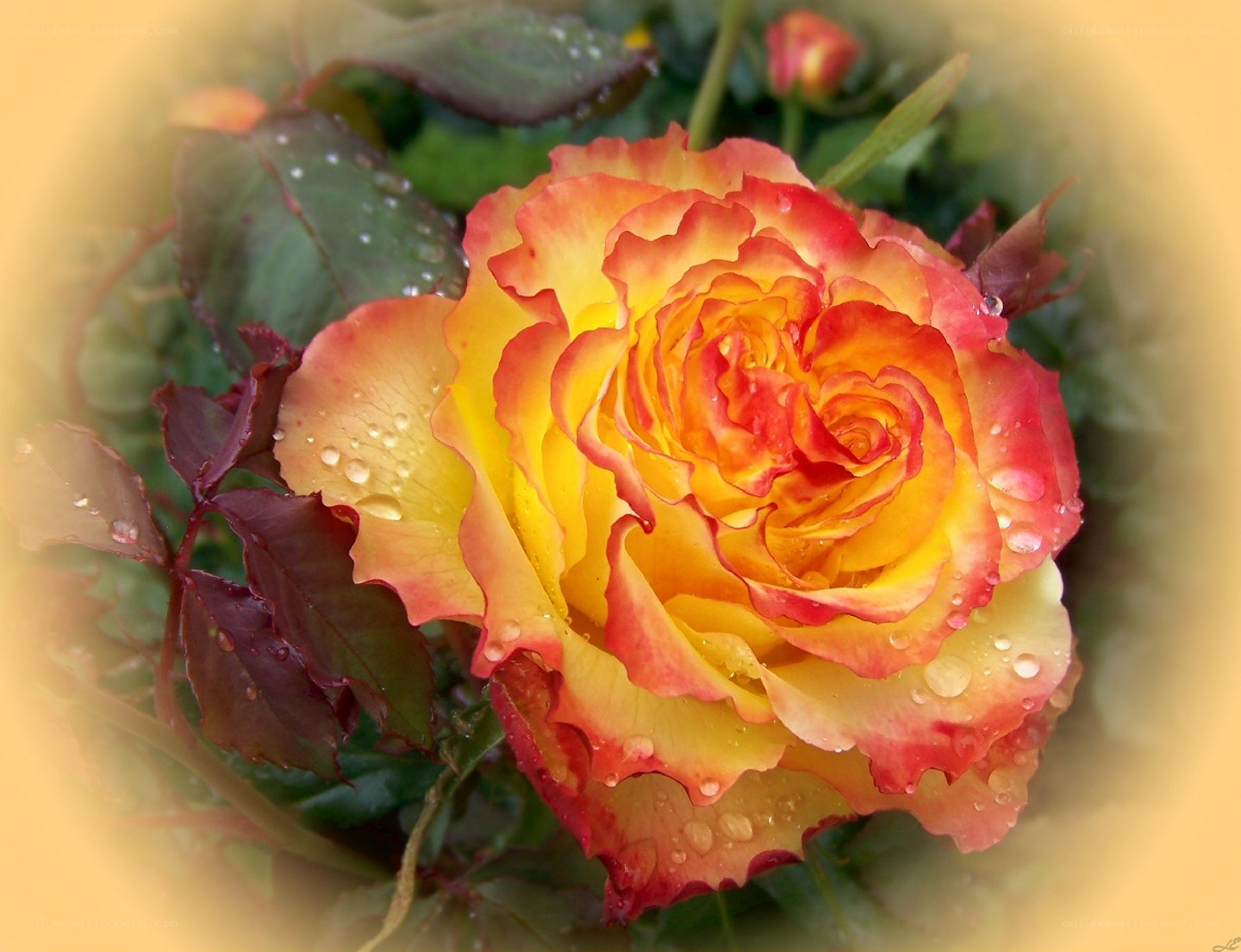 Rain-drenched yellow rose